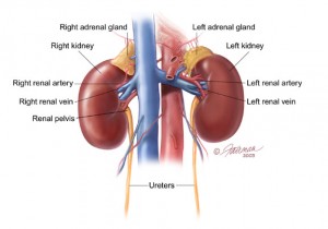 This information was provided by the Urology Care Foundation on UrologyHealth.org as of September 2013.