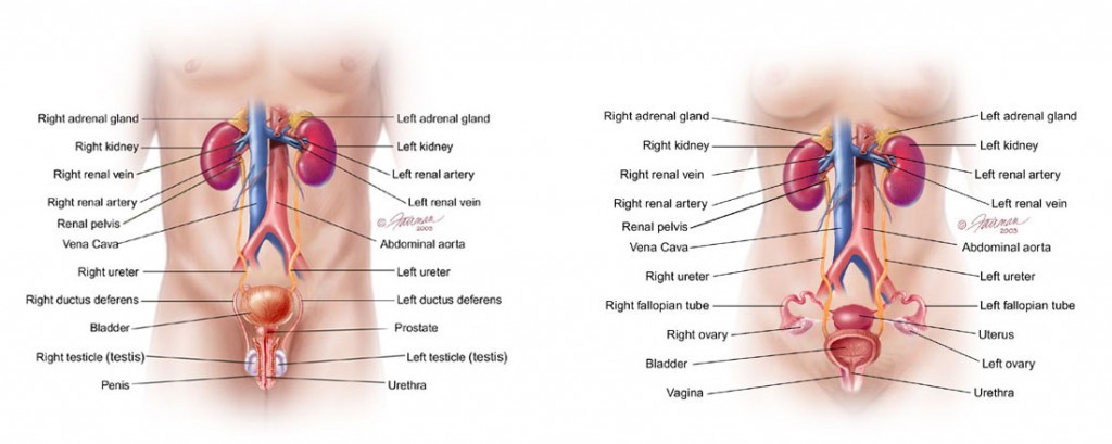 This information was provided by the Urology Care Foundation on UrologyHealth.org as of September 2013.