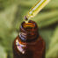 Does CBD oil work for Erectile Dysfunction